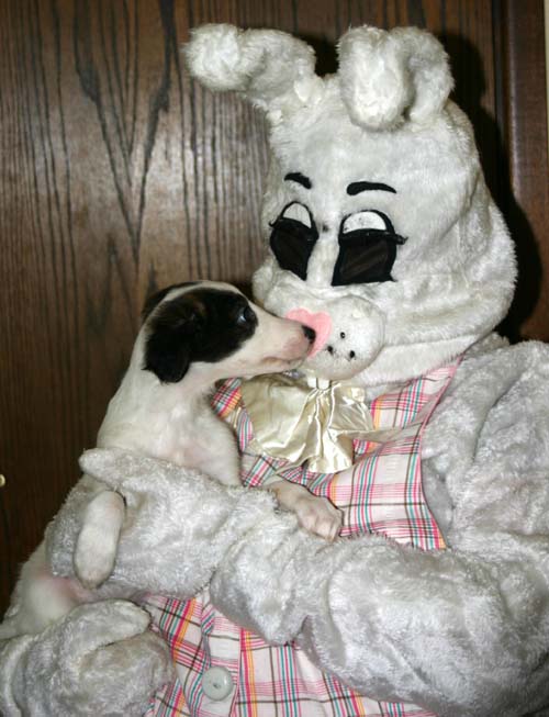 2011_pups/EBwithRunner.jpg