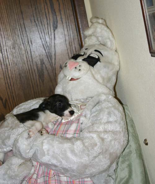 2011_pups/Easter_Bunny_OD_on_puppy_love.jpg