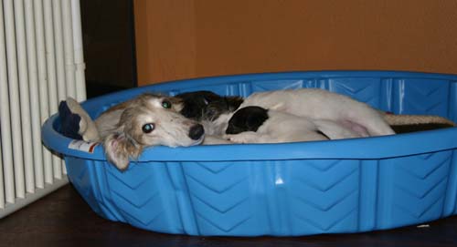 2011_pups/Vesper_jumping.jpg