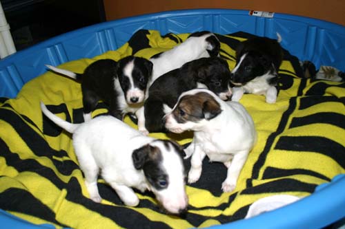 2011_pups/group4.jpg