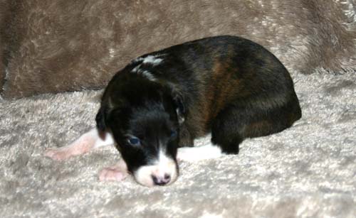 2011_pups/IMG_8799.jpg
