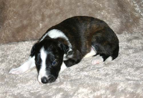 2011_pups/IMG_8802.jpg