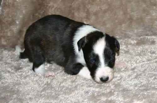 2011_pups/IMG_8804.jpg