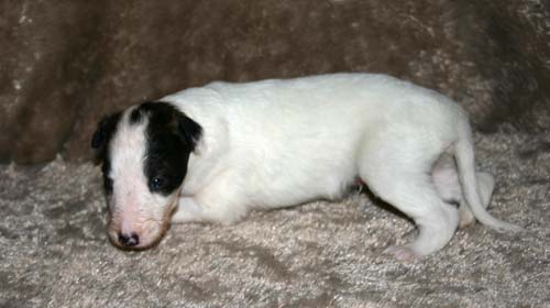 2011_pups/IMG_8807.jpg