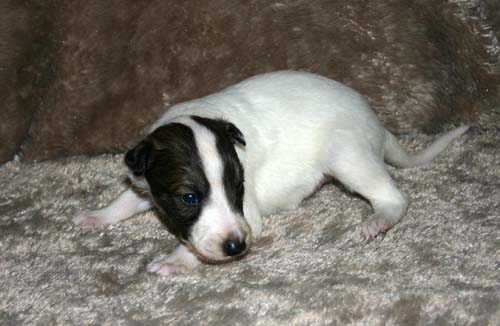 2011_pups/IMG_8809.jpg