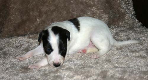 2011_pups/IMG_8810.jpg