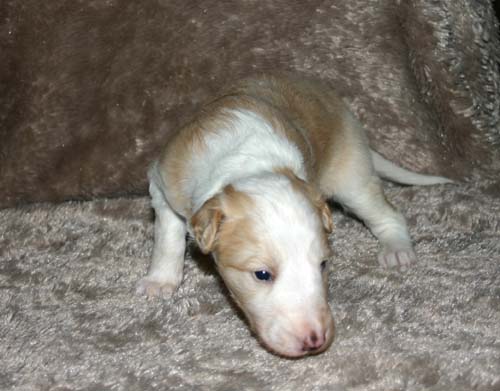 2011_pups/IMG_8818.jpg