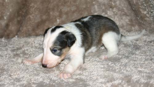 2011_pups/IMG_8821.jpg