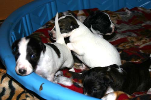 2011_pups/IMG_8831.jpg