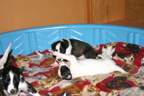 2011_pups/IMG_8831.jpg