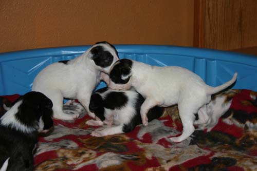 2011_pups/IMG_8831.jpg