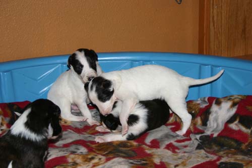2011_pups/IMG_8831.jpg