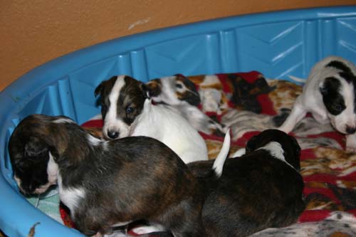 2011_pups/IMG_8831.jpg