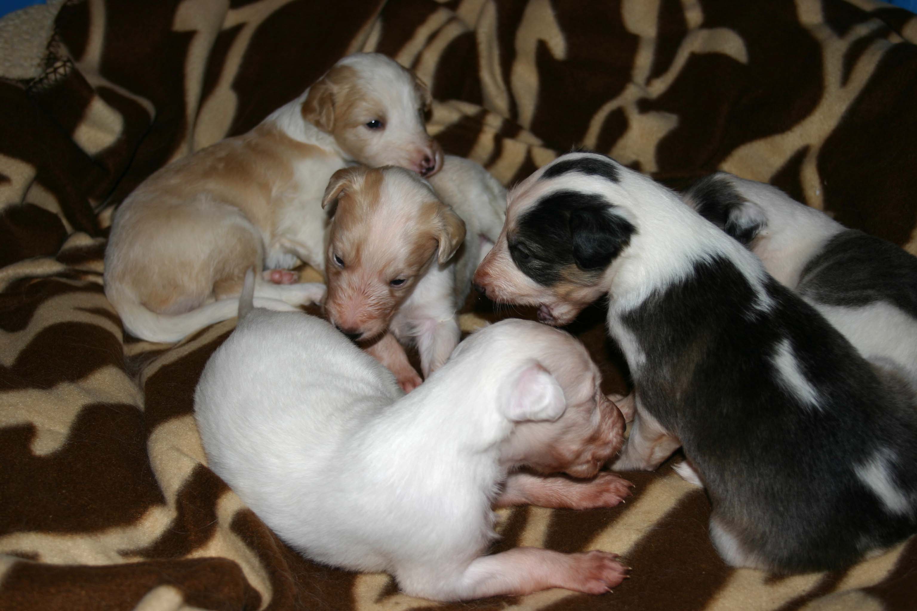 2011_pups/IMG_8838.jpg