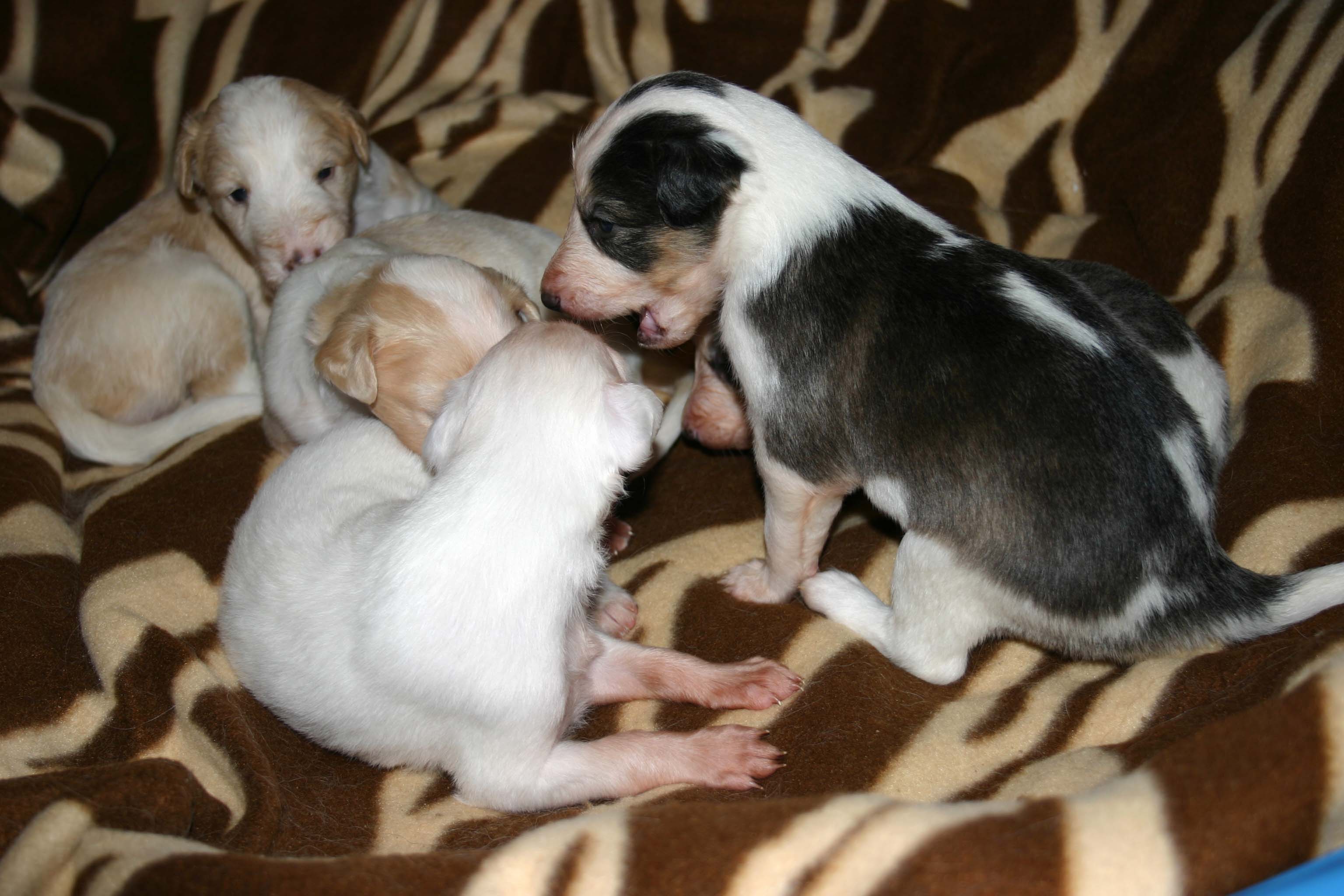 2011_pups/IMG_8838.jpg