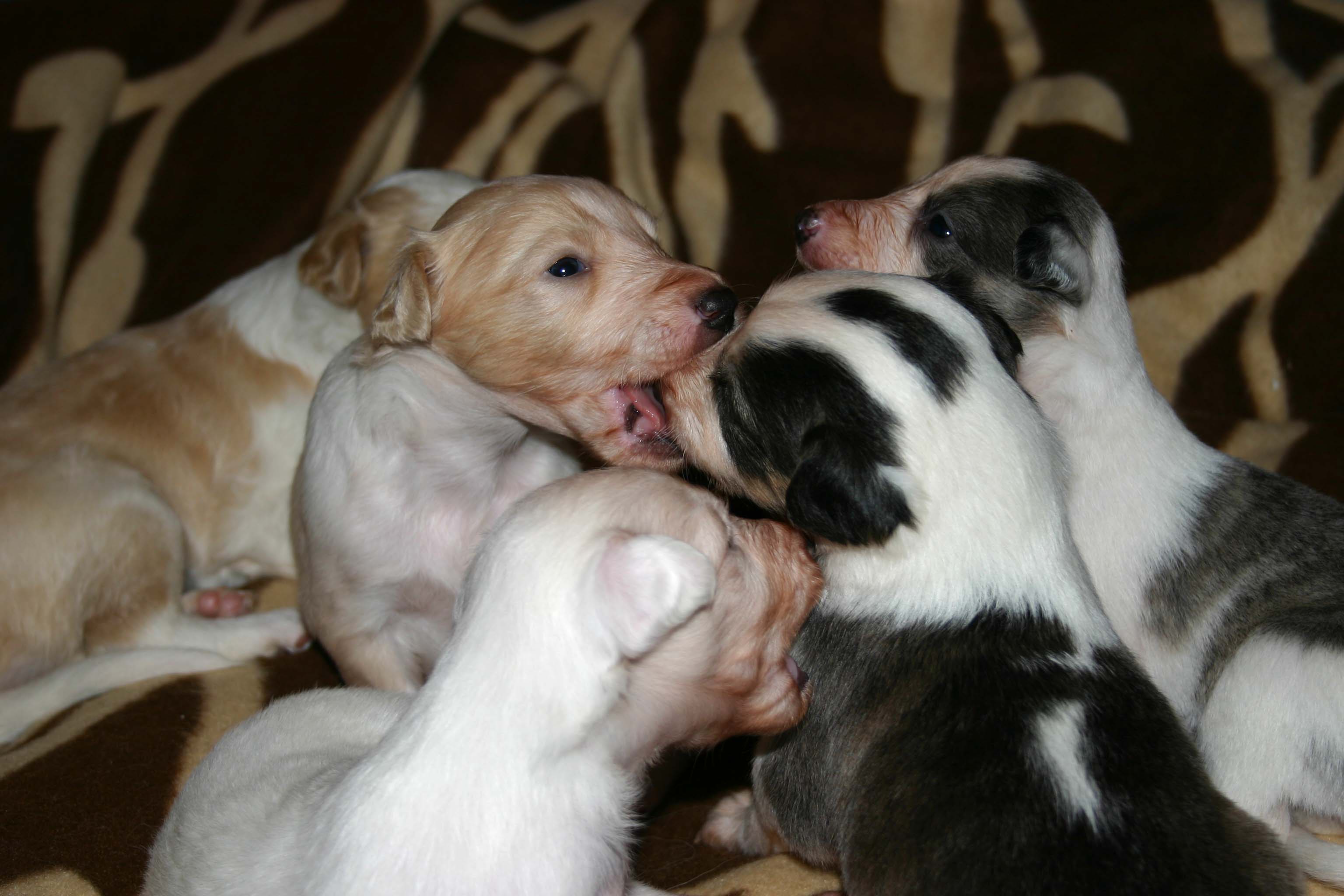 2011_pups/IMG_8838.jpg