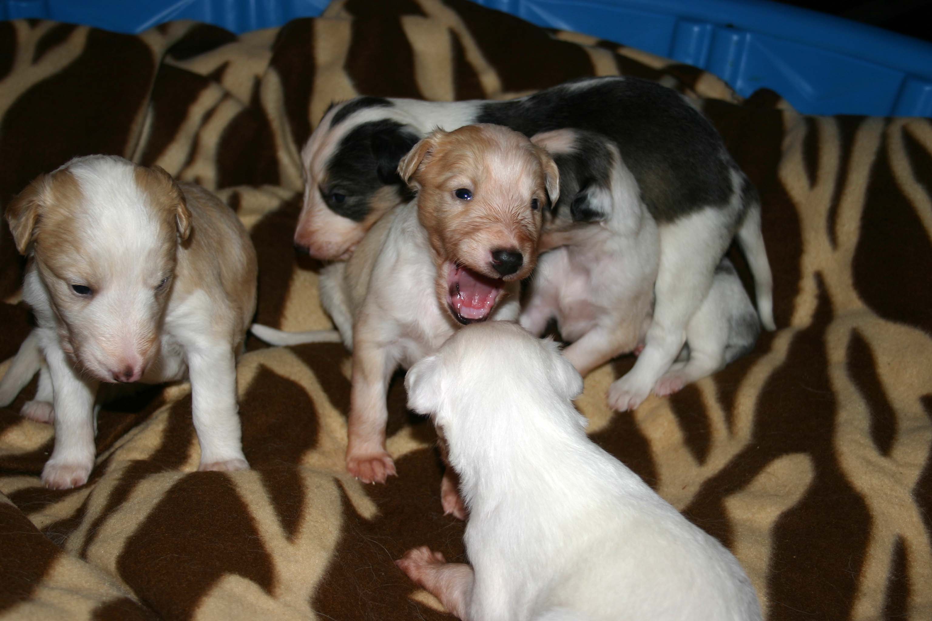 2011_pups/IMG_8838.jpg
