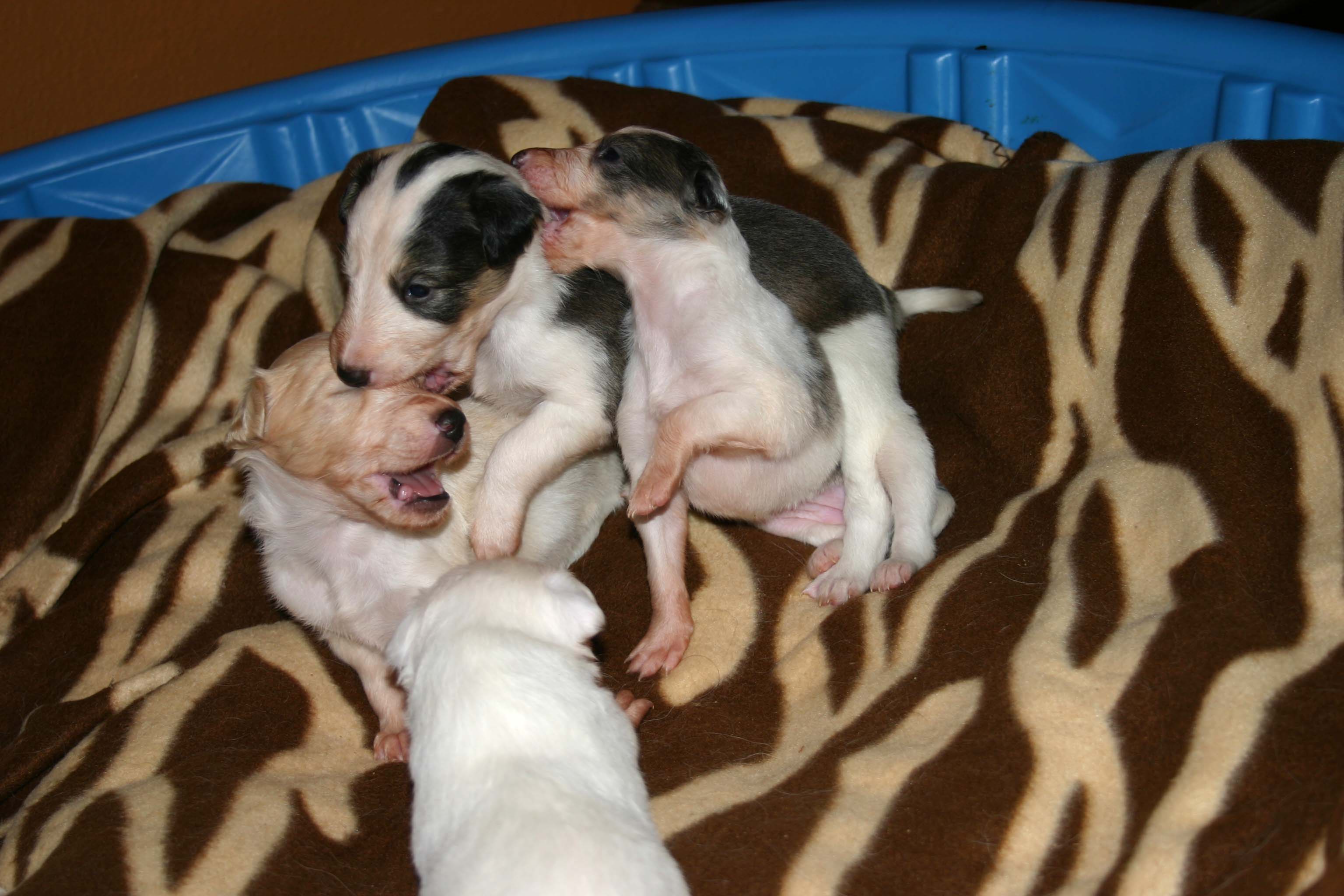 2011_pups/IMG_8838.jpg