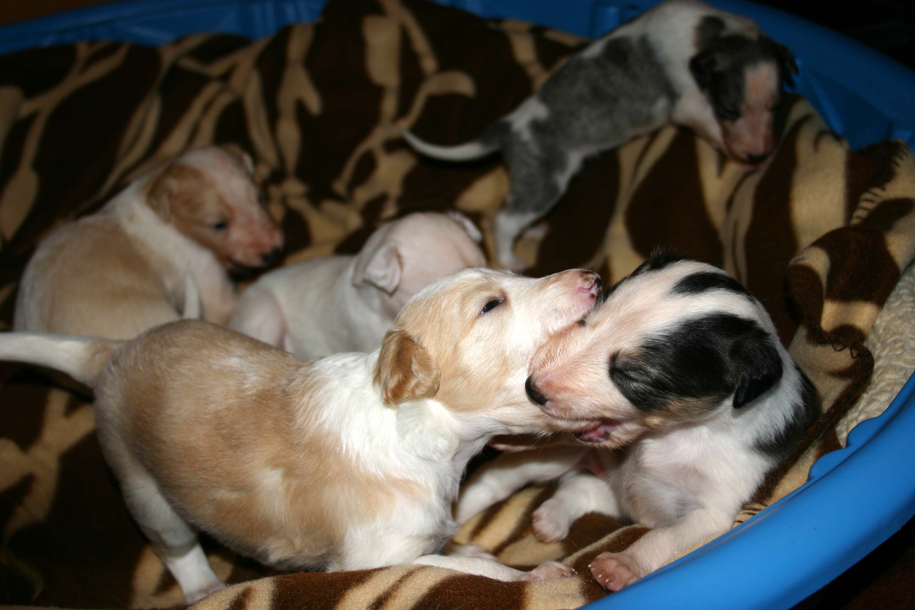 2011_pups/IMG_8838.jpg