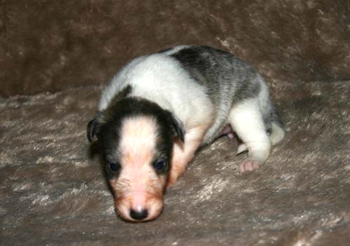 2011_pups/IMG_8844.jpg