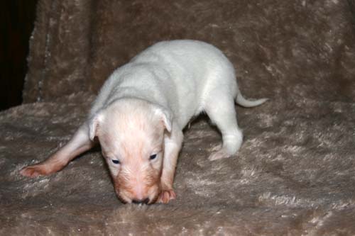 2011_pups/IMG_8849.jpg
