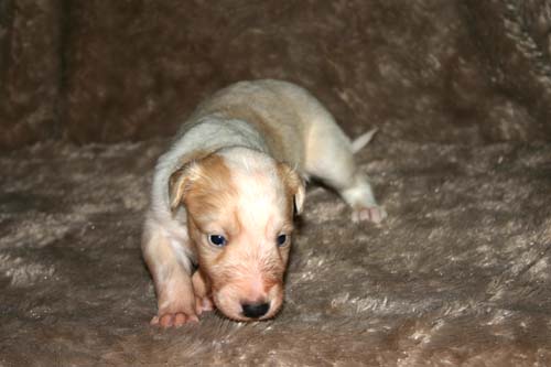 2011_pups/IMG_8852.jpg