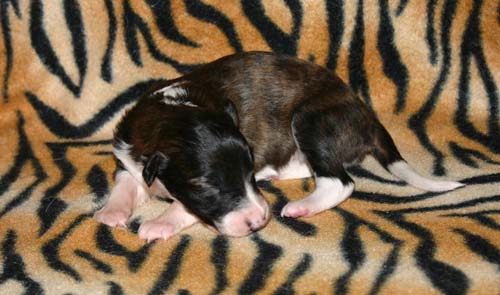 2011_pups/Jazzy_2weeks.jpg