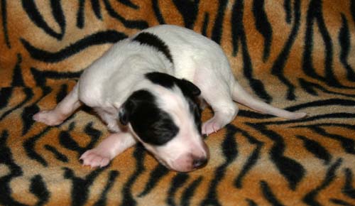 2011_pups/Moony_2weeks.jpg