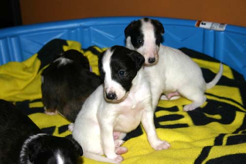 2011_pups/group4.jpg