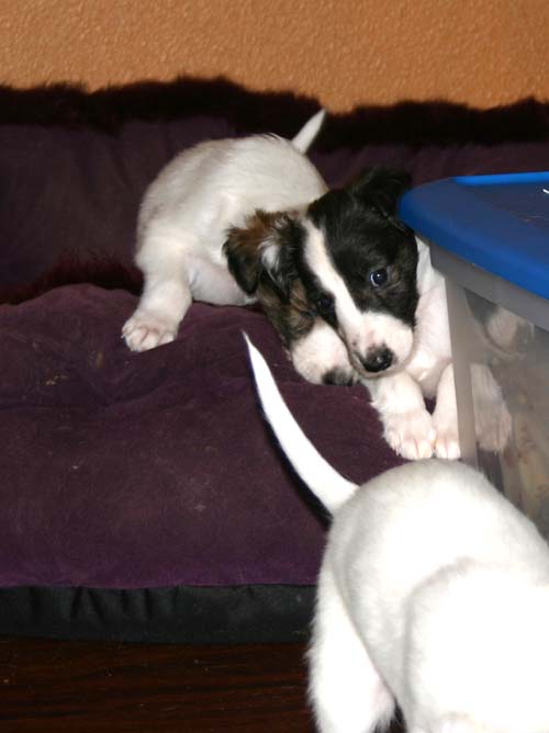 2011_pups/Vesper_jumping.jpg