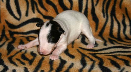 2011_pups/Runner_2weeks.jpg