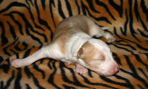 2011_pups/Sky_2weeks.jpg