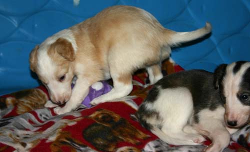 2011_pups/Zeus_Deuce.jpg