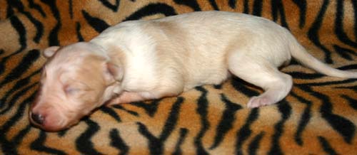 2011_pups/Slick_2weeks.jpg