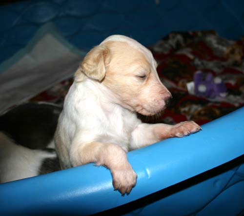 2011_pups/Zeus_Deuce.jpg