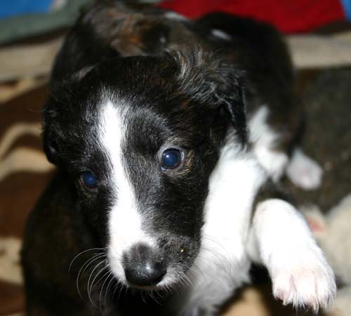 2011_pups/Vesper_jumping.jpg