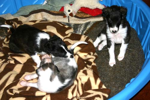 2011_pups/Vesper_jumping.jpg