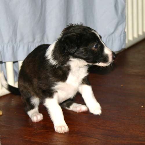 2011_pups/Vesper_jumping.jpg