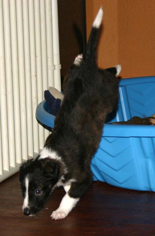2011_pups/Vesper_jumping.jpg
