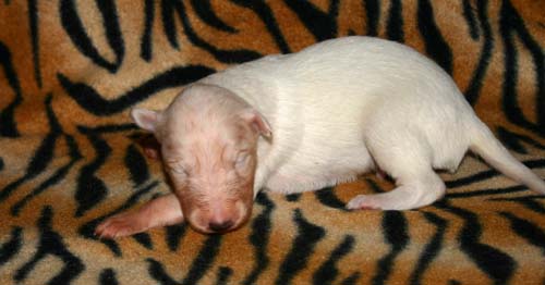 2011_pups/Zeus_2weeks.jpg