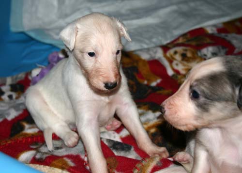 2011_pups/Zeus_Deuce.jpg