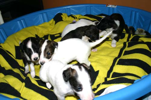 2011_pups/group4.jpg