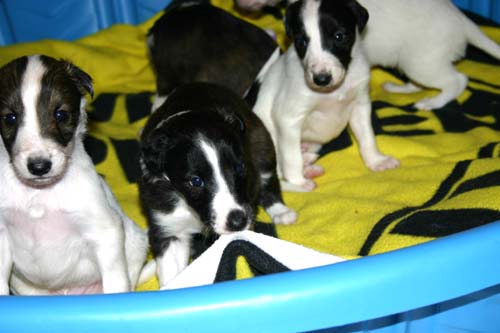 2011_pups/group4.jpg