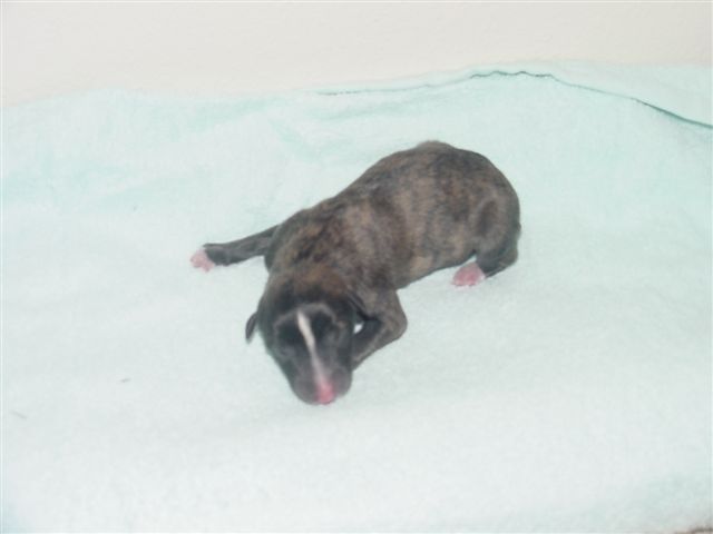 3suzie2003quva.jpg