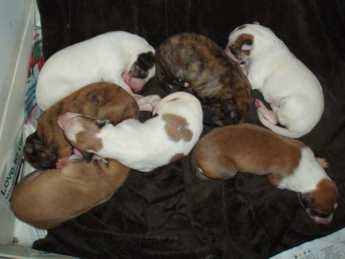 5_day_old_Simones_litter.jpg