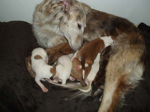5_day_old_Simones_litter1.jpg