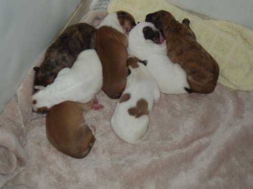 5_day_old_Simones_litter2.jpg