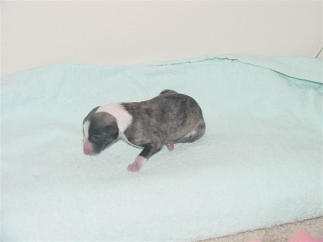 5suzie2003grayson.jpg