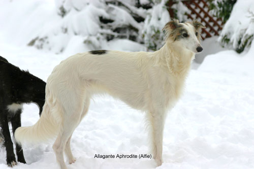 Alfie/Alfie_snow.jpg