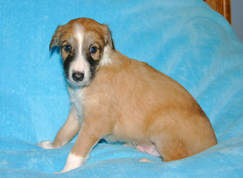 Armani/Armani_puppy.jpg
